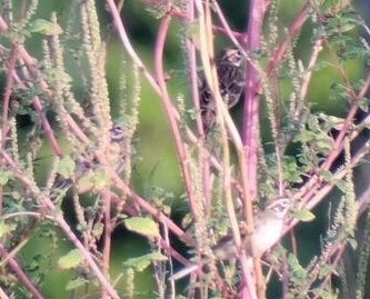 Lark Sparrow (Chondestes grammacus)