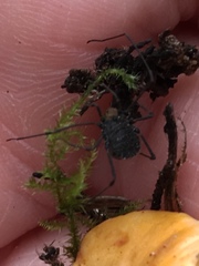 Dendrolasma mirabile