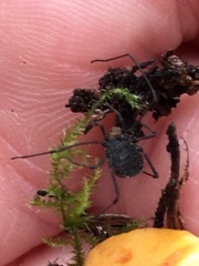 Dendrolasma mirabile