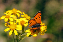Lycaena cupreus