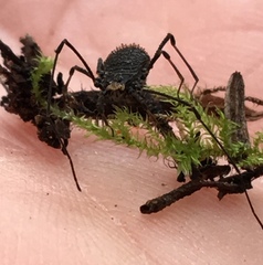 Dendrolasma mirabile