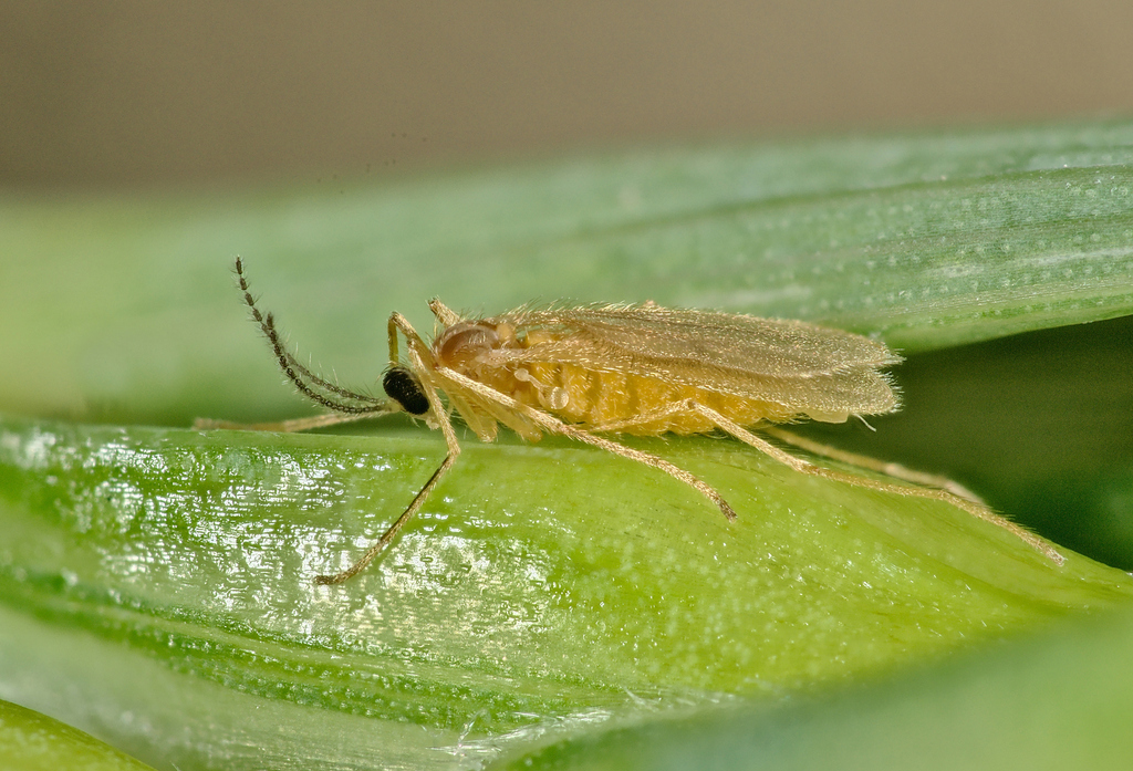 Yellow Midges Wheat Yellow Blossom Midge from Gembloux, 5030 Gembloux, Belgium on ...