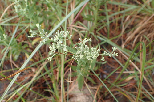 lanceleaf thoroughwort (Eupatorium lancifolium)