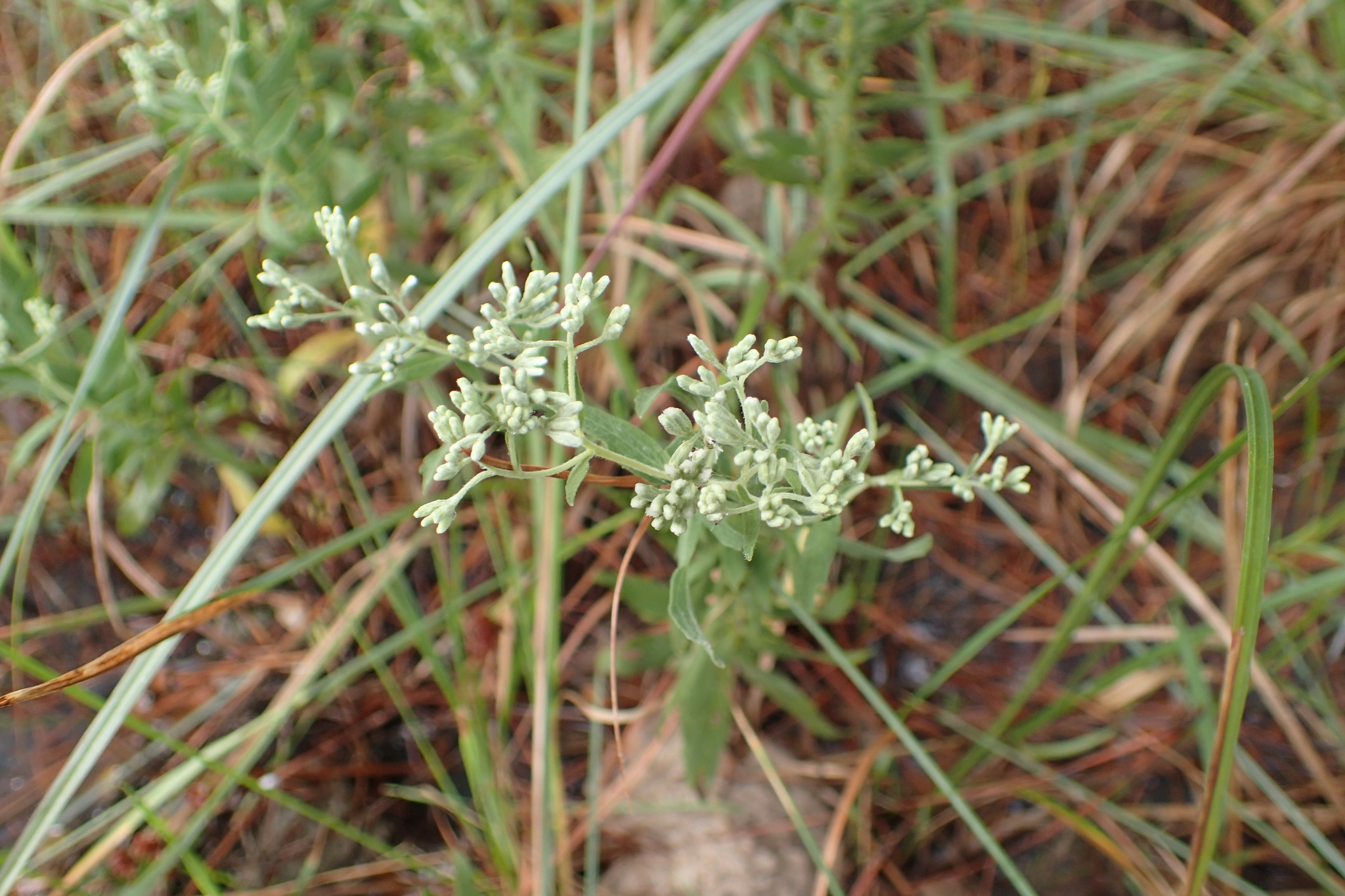 Eupatorium lancifolium