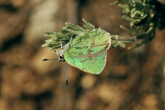 Callophrys affinis