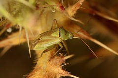 Closterotomus