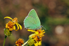 Callophrys affinis