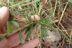 Eupatorium semiserratum