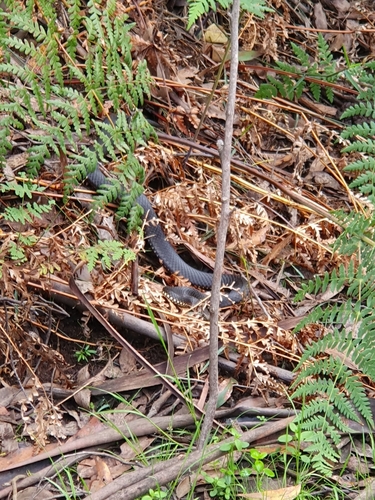 Highlands Copperhead sighting