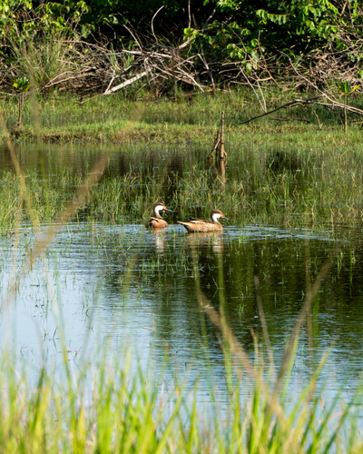 White-cheeked Pintail, Guaratiba, Rio de Janeiro - RJ, Brasil, photo 10 of 10