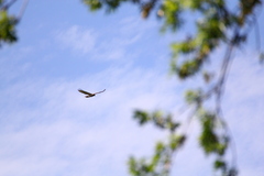 Buteo jamaicensis