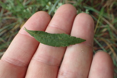 Eupatorium semiserratum