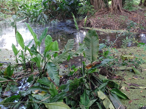 Peace Lily (Spathiphyllum friedrichsthalii)