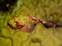 Scorpaenopsis oxycephalus