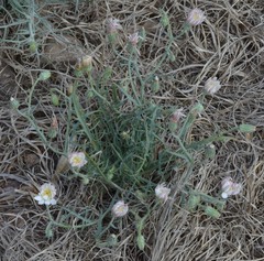 Calycoseris wrightii