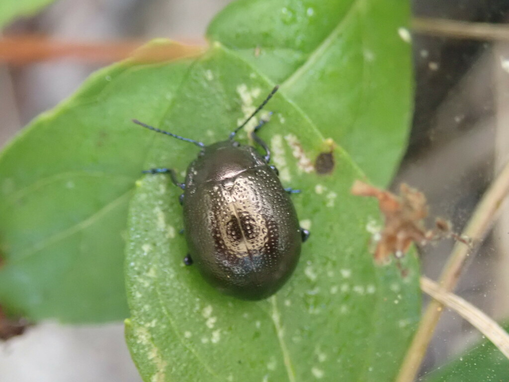 Chrysolina cribraria