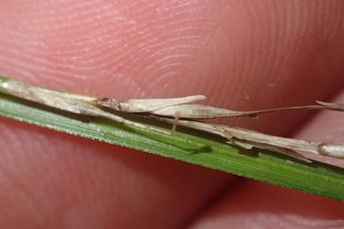 Harsh leaved bastard grass (Carex healyi)