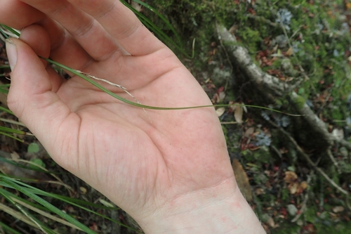 Image of Carex healyi by (c) Oscar Dove, some rights reserved (CC BY)