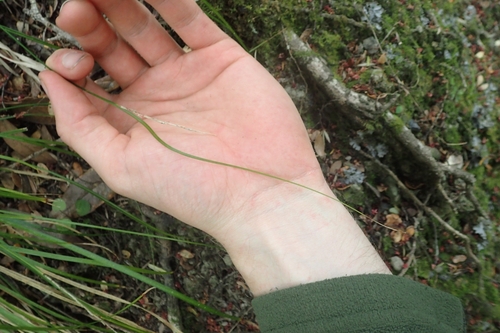Image of Carex healyi by (c) Oscar Dove, some rights reserved (CC BY)