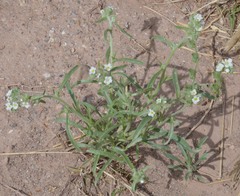 Oreocarya suffruticosa setosa
