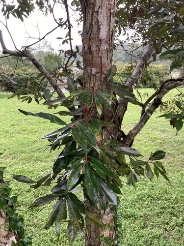 Quercus gilva iNat (2)