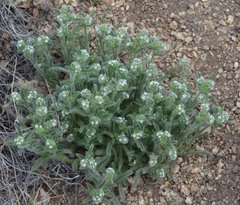 Cryptantha crassisepala