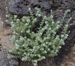 Cryptantha crassisepala