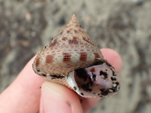 Maurea pellucida observed 2024-12-03