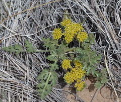 Cymopterus glomeratus fendleri