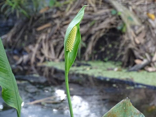 Spathiphyllum friedrichsthalii, photograph 2