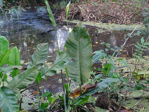 Spathiphyllum friedrichsthalii, photograph 1