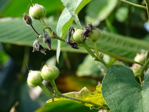 Image of Ipomoea rubens by (c) Alexis López Hernández, some rights reserved (CC BY)