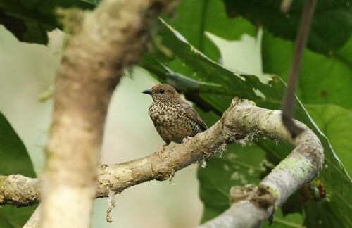 Red-fronted Antpecker (Parmoptila rubrifrons), photo 2
