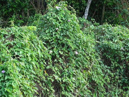 Image of Ipomoea rubens by (c) Alexis López Hernández, some rights reserved (CC BY)