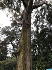 Podocarpus totara