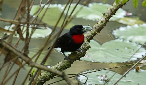 Blue-billed Malimbe (Malimbus nitens)