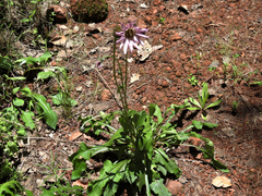 Iostephane heterophylla