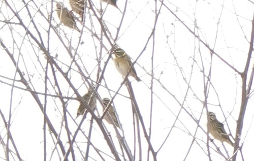 Streaked Weaver