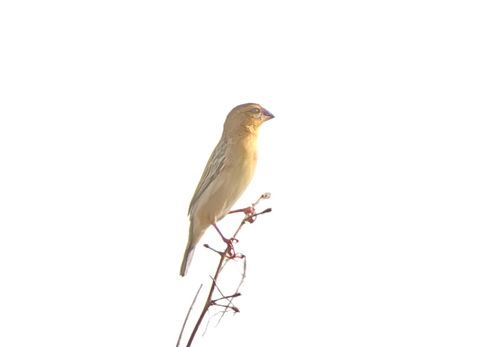 Asian Golden Weaver