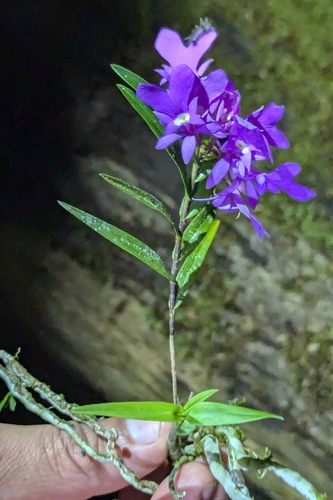 Image of Epidendrum centropetalum by (c) Tom and T Herman, some rights reserved (CC BY)