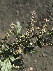 Artemisia princeps