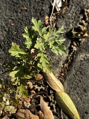 Artemisia princeps, photograph 岸本年郎, CC BY, iNaturalist via GBIF