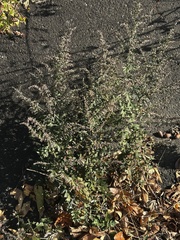 Artemisia princeps, photograph 岸本年郎, CC BY, iNaturalist via GBIF