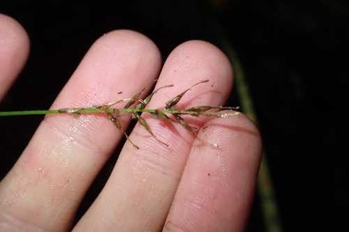 Image of Carex zotovii by (c) Oscar Dove, some rights reserved (CC BY)