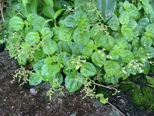 Pilea sanctae-crucis