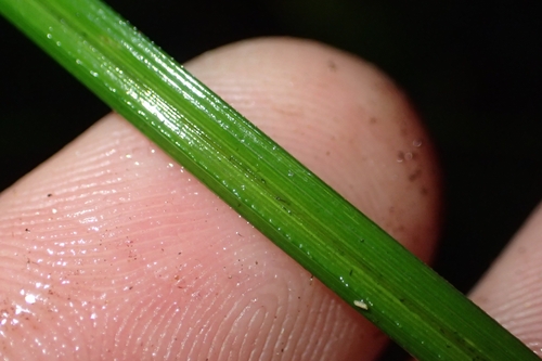 Image of Carex zotovii by (c) Oscar Dove, some rights reserved (CC BY)