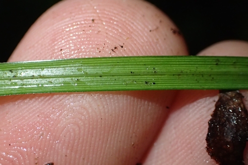Image of Carex zotovii by (c) Oscar Dove, some rights reserved (CC BY)