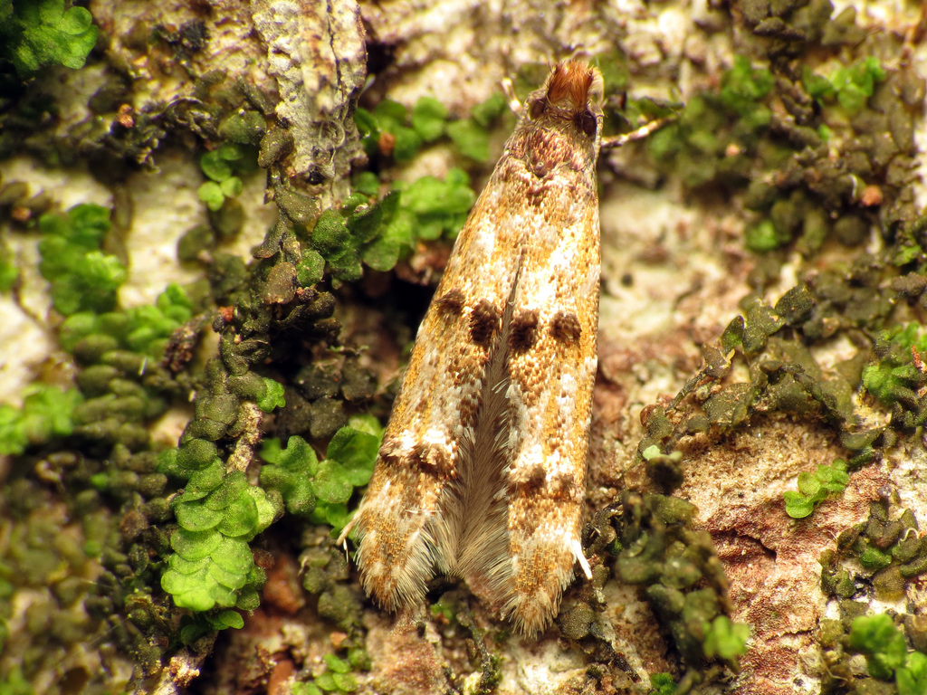 Homosetia