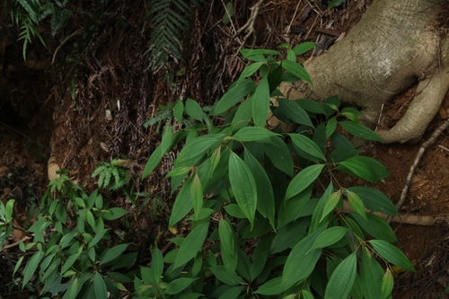 Image of Blastus cochinchinensis by (c) 林正文, some rights reserved (CC BY)