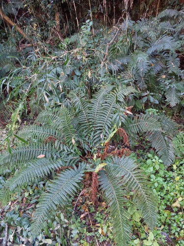 Polystichum fibrillosopaleaceum iNat (2)